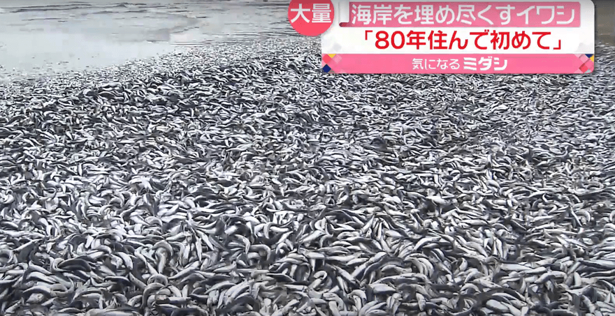 影/天有異相？海量沙丁魚屍詭異死在沙灘上　當地居民全嚇壞了