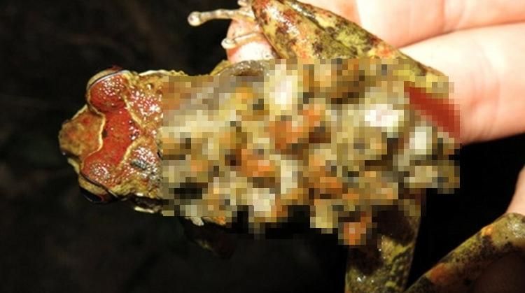 噁圖慎入！詭異青蛙「全身小頭亂竄」　網嚇爛：密集恐懼要發作了