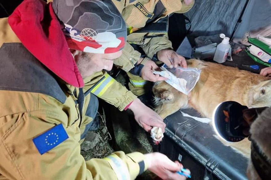 土敘強震搜救犬受傷眾人心疼！網轟「為何不穿鞋」　專家揭內行原因