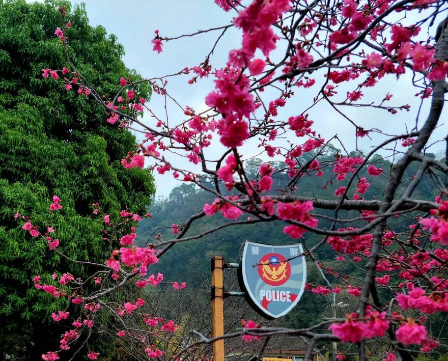 「泰安櫻花季」18日浪漫開幕！　八重櫻賞花期最晚在3月5日