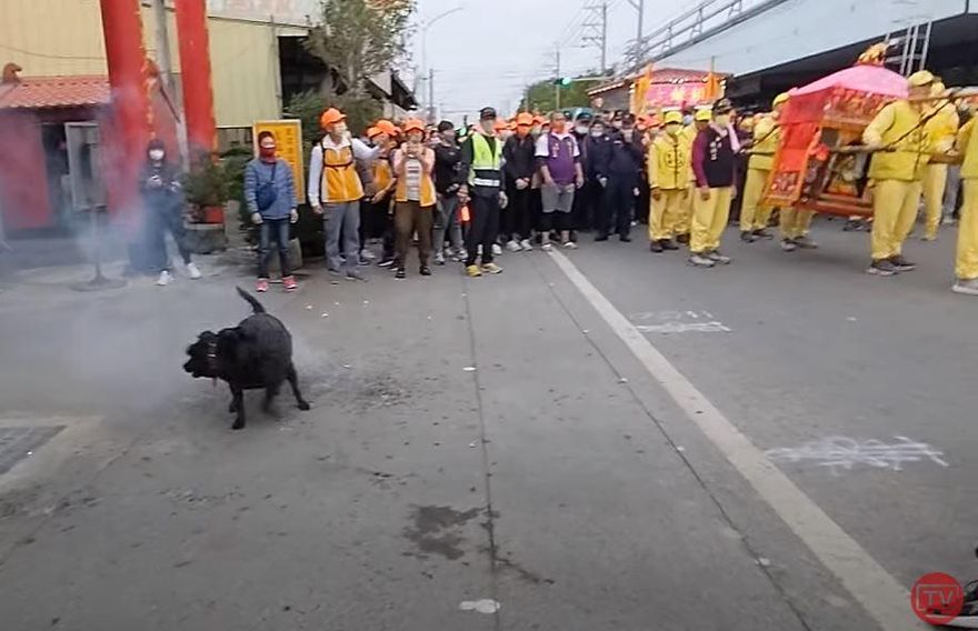 白沙屯媽祖進香/小黑狗喜迎粉紅超跑　拱天宮委員笑稱「媽祖婆給你面子」
