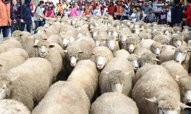停辦3年「奔羊節」再登場！綿羊大軍壓境台14甲　公總提醒：小心塞在「羊」陣中