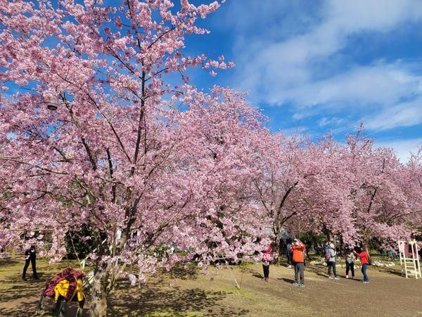 2023北橫櫻花季今登場！拉拉山恩愛農場「富士櫻」美麗指數爆表