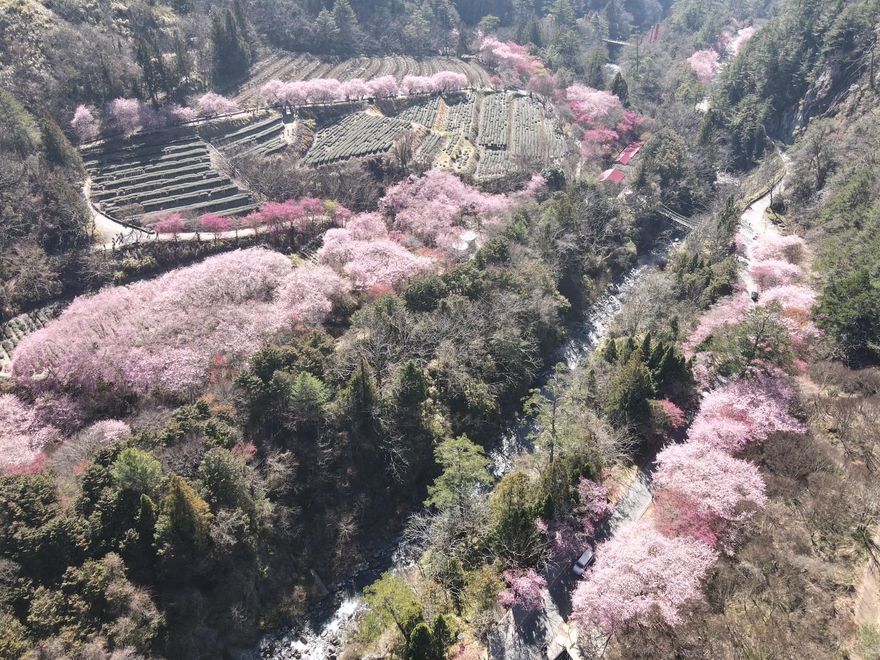 武陵農場櫻花開！「上帝視角」3公里超長「粉色步道」　盛開期至21日