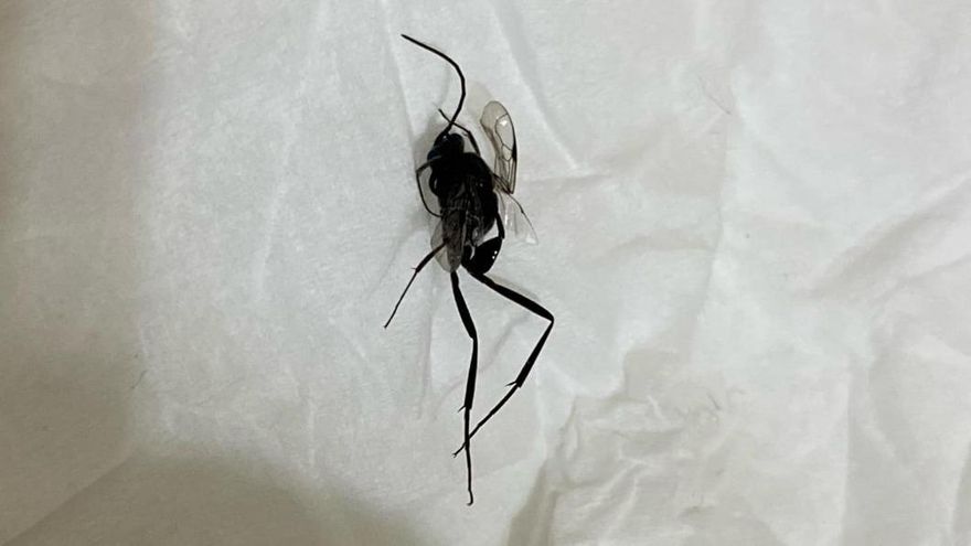 看到別殺！大掃除驚見「長腿巨蟲」　竟是益蟲「1次殺10隻蟑螂」