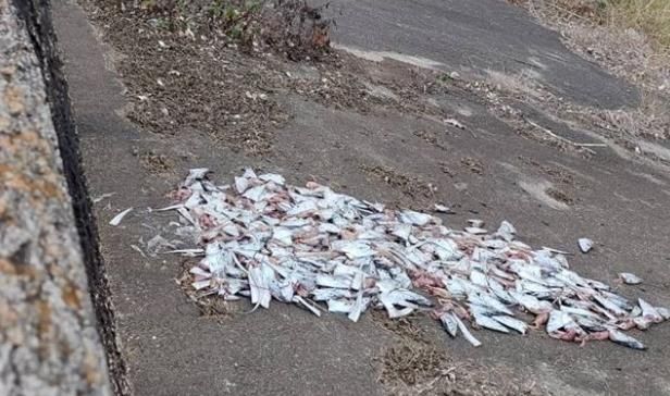 腐爛惡臭！惡劣攤商200顆白帶魚頭丟河堤　到案稱「貪圖方便」遭開罰