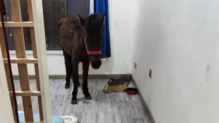 活久見！房客告知會養寵物竟是「一匹馬」　網友笑稱：我的家裡沒有草原