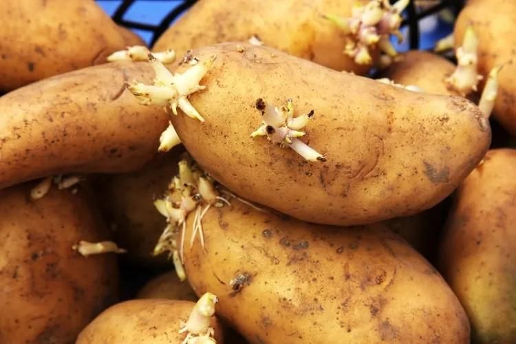 地瓜、馬鈴薯發芽了能不能吃？營養師曝「這食材」發芽還吃恐食物中毒！