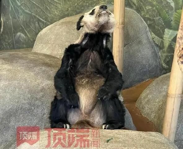 兩樣情！日本「香香」榮歸、旅美貓熊「ㄚㄚ」瘦到皮包骨　陸網心疼：快接回來！