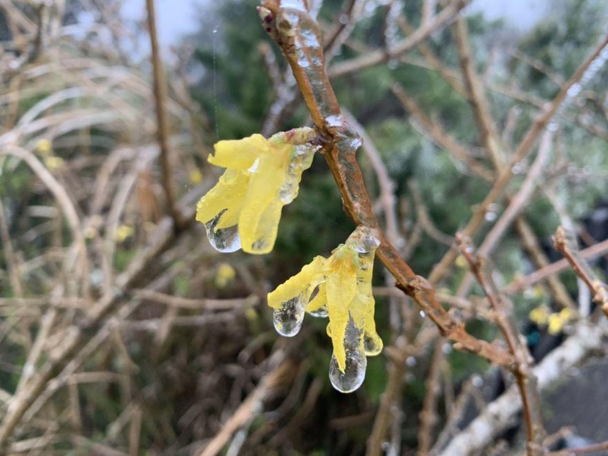 快訊/超冷太平山0℃！沒等雪花飄來　近2000遊客欣賞結霜美