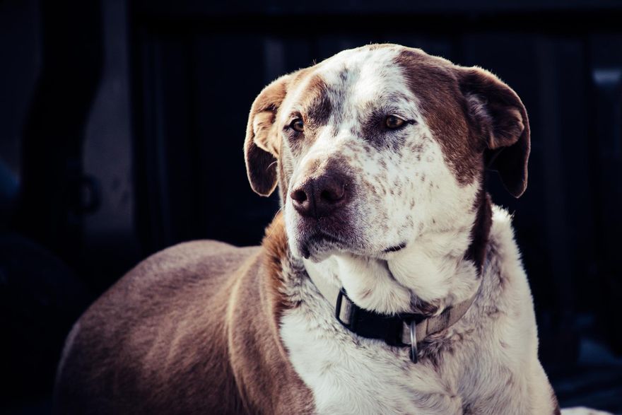 影/美德州老人出門遭獵犬「咬住拖走」　消防隊員前往救援也掛彩