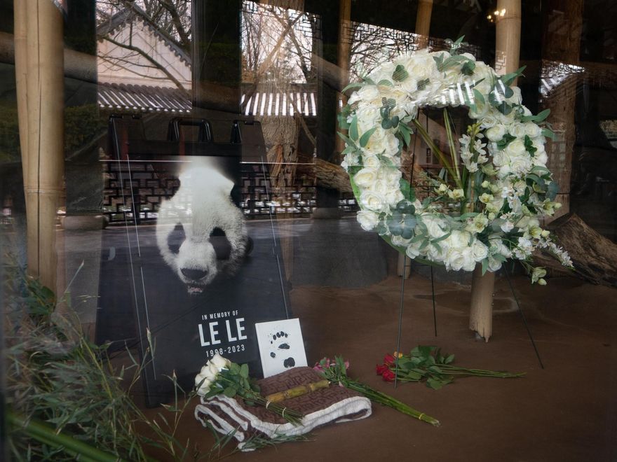 旅美貓熊樂樂死因曝光！陸專家赴美解剖　稱已為接回ㄚㄚ做好準備