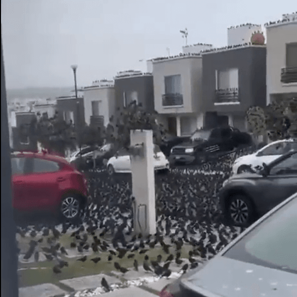 影/墨西哥街頭、屋頂被黑鳥霸佔　網驚：災禍降世前兆？