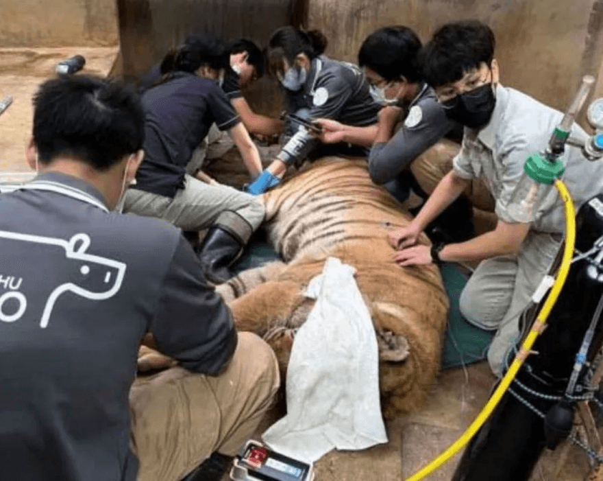 難過！新竹動物園老虎「來福」安樂死　獨留哥哥「六福」度過餘生