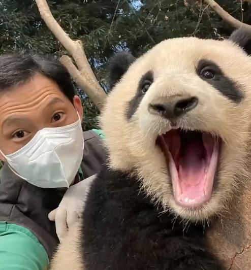 兩樣情！南韓福寶被飼養員寵成「小公主」　受封「全網最幸福大貓熊」