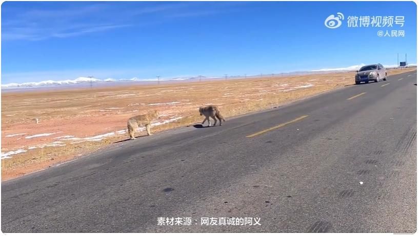 路遇「帥氣大狗」下車合照　後車乘客驚呼：那是狼！
