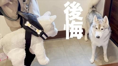 影/哈士奇「拒戴背帶」把拔拿出殺手鐧取代還帶去散步…二哈秒後悔：偶變孤兒了嗎？