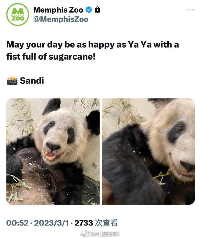 美動物園發貓熊「ㄚㄚ」新動態　稱「像牠一樣快樂」！惹怒陸網：還有臉發照片