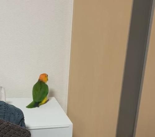 影/把拔進門中…長尾鸚鵡超亢奮「蹦蹦跳跳」興奮像嗑藥！網療癒：這是什麼可愛生物啦