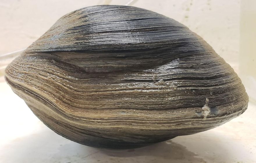 海邊驚見1.18kg超大蚌蠣！他一驗嚇壞「214歲貝類林肯」秒放生：不吃了