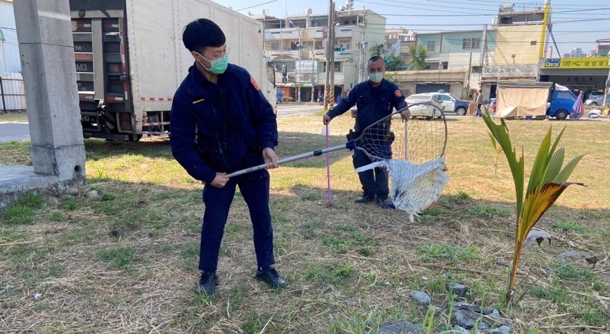 影/搖著屁股走路真「鴨霸」！無視阻礙車輛交通　高雄網警現場全抓走