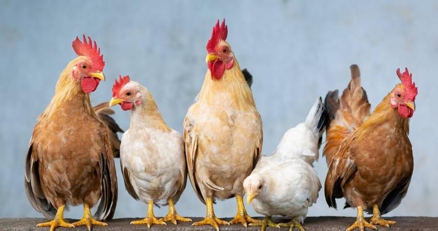 H5N1禽流感恐爆「人傳人」　重症醫抖恐怖真相：有一半機會死亡