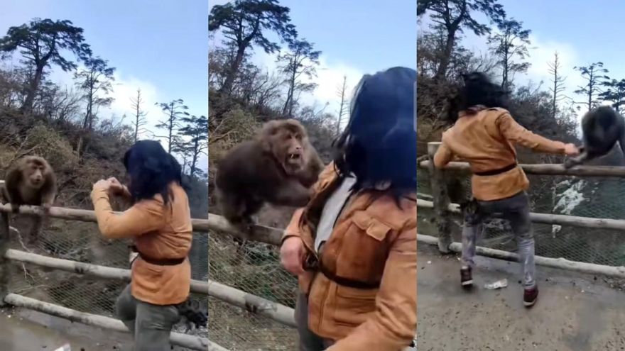 影/山大王遇搏擊高手！峨嵋山「人猴大戰」互毆影片瘋傳　網笑：小心牠叫大師兄來！