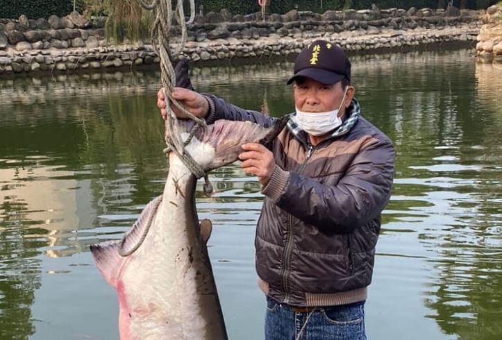 台南武承恩公園驚見36kg怪魚！漁民急派吊車撈上岸　1.5m照片曝