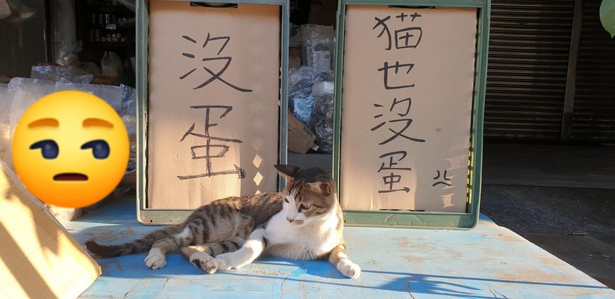 貓也沒蛋！攤販驚見超萌「缺蛋苦主」　網笑翻：同是天涯無蛋人