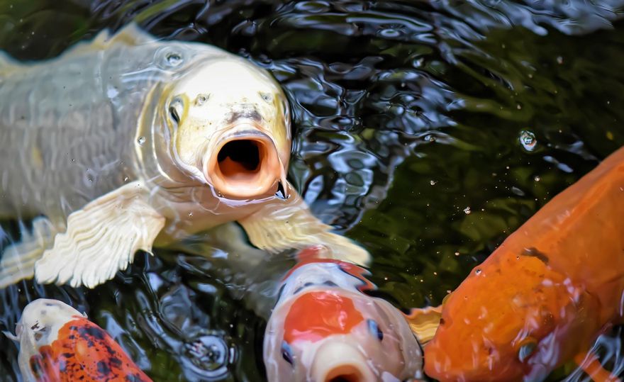 慘！登革熱噴藥害死錦鯉 昆蟲教授提醒養魚人噴藥前這麼做