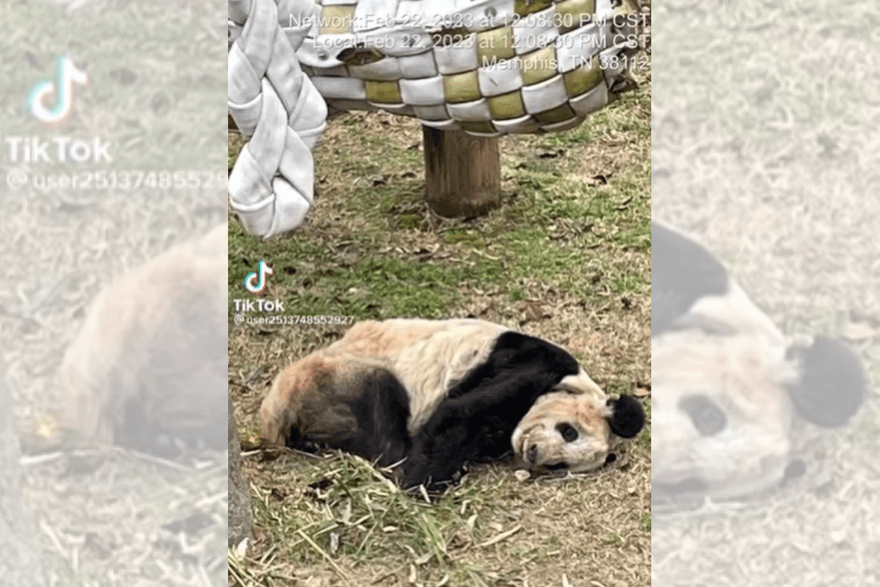陸廠商稱願認養大貓熊丫丫　網友湧入直播間帶貨感謝：支持國產良心企業