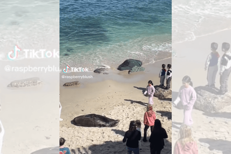 影/屁孩拿石頭丟海獅遭救生員趕出沙灘　網讚：大快人心