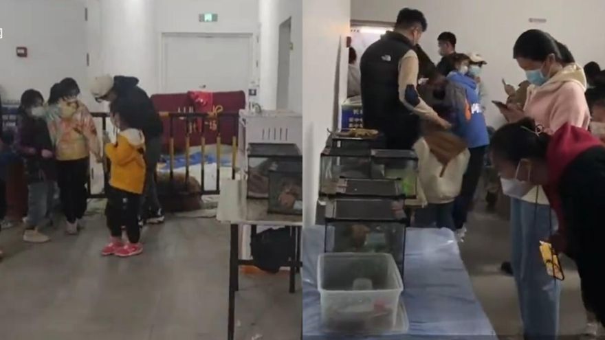 影/海洋展出現羊駝！她怒控花110元像在客廳看「魚缸」　商場回應來了：外包項目