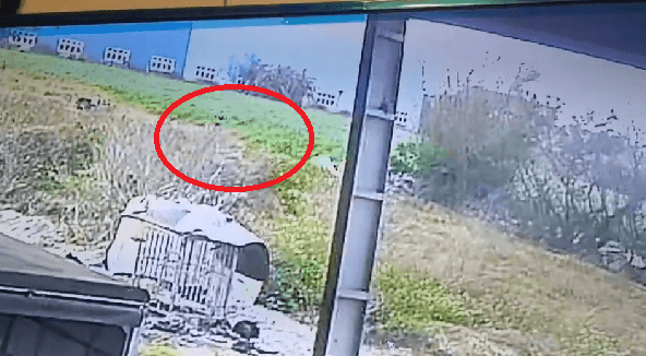 說上廁所真烙跑！朱漢宗消失23hrs「被抓回來了」　逃亡畫面曝