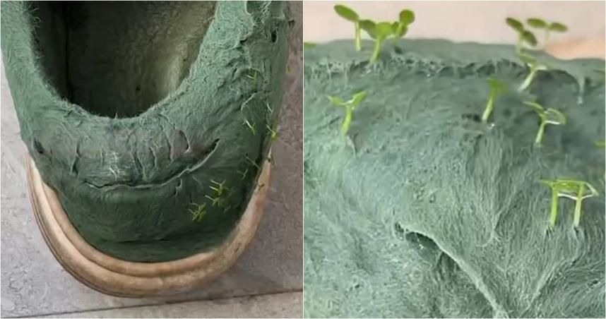 洗到「發芽」！丈夫貼心幫洗鞋　妻回家驚見「長草」愣住：新款式？