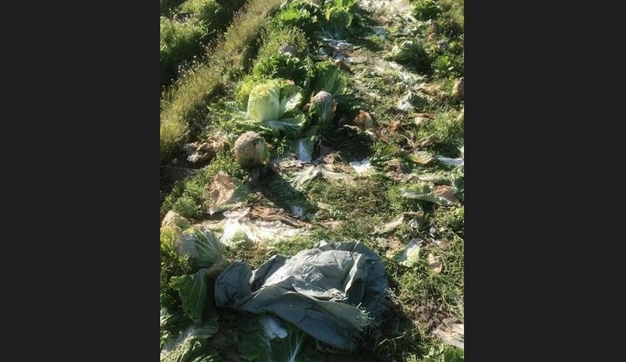 「3萬公斤」大白菜全摘光！菜農一覺醒來超崩潰　揪惡整訊息「不要錢隨便砍」