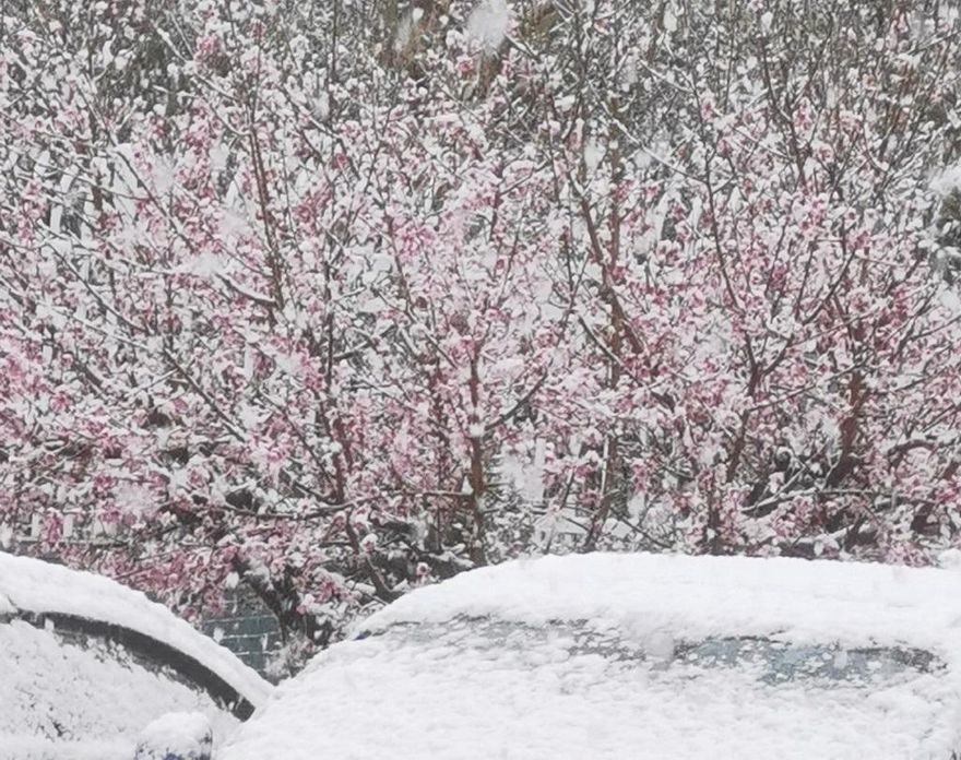 影/河南現「3月桃花雪」打亂交通飛航　陸網笑：花開才下雪不講武德！