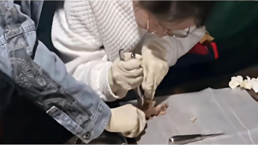 影/老闆都看呆了…醫學生吃燒烤花1小時解剖豬頭　網友調侃：分明是來做實驗的