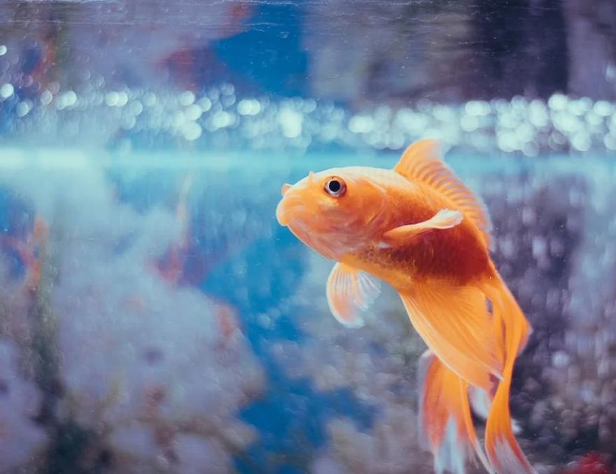 妹子聽信風水師「養金魚」改運...養不活竟買6條假模型充當　網轟：人工改運？