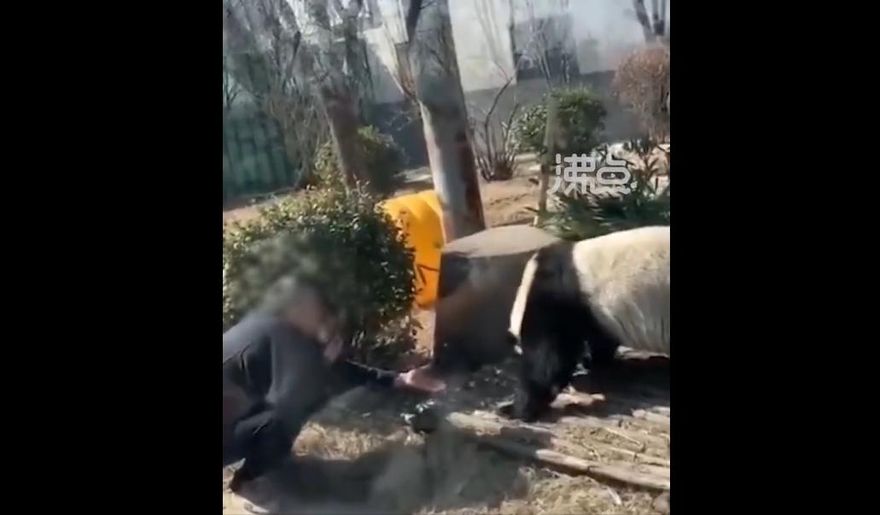 影/翻欄進園與貓熊「大眼瞪小眼」　把旁人勸阻當空氣…陸男私闖下場曝光