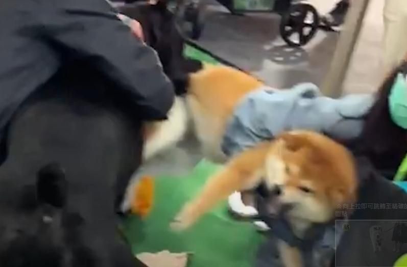 影/台中寵物展米克斯抓狂咬柴犬！柴柴主人親曝現場狀況