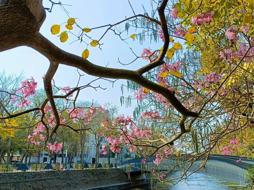 粉浪漫！台中惠來溪洋紅風鈴木花滿開　快列入約會口袋名單