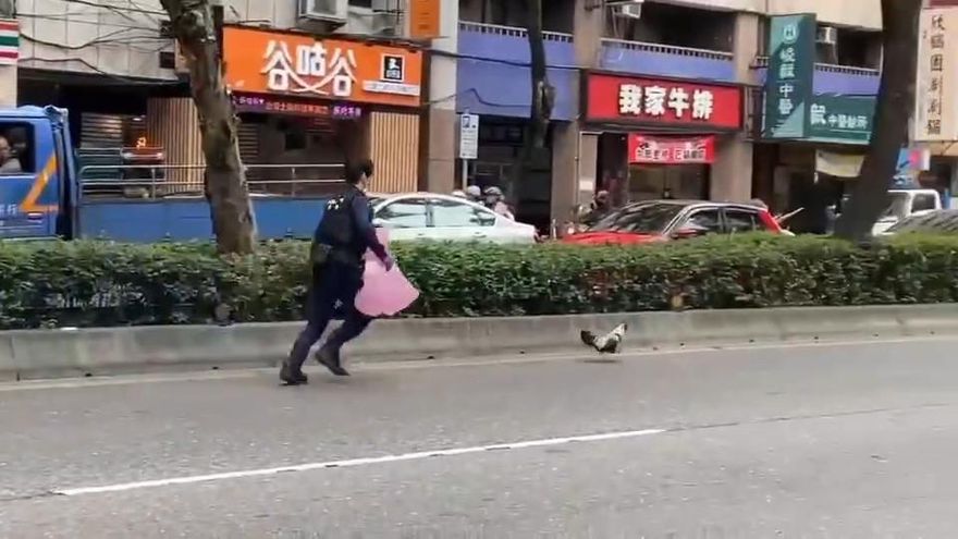 影/斜槓抓雞！台北街頭公雞奔飛 　警垃圾袋狂追90分鐘「落網」