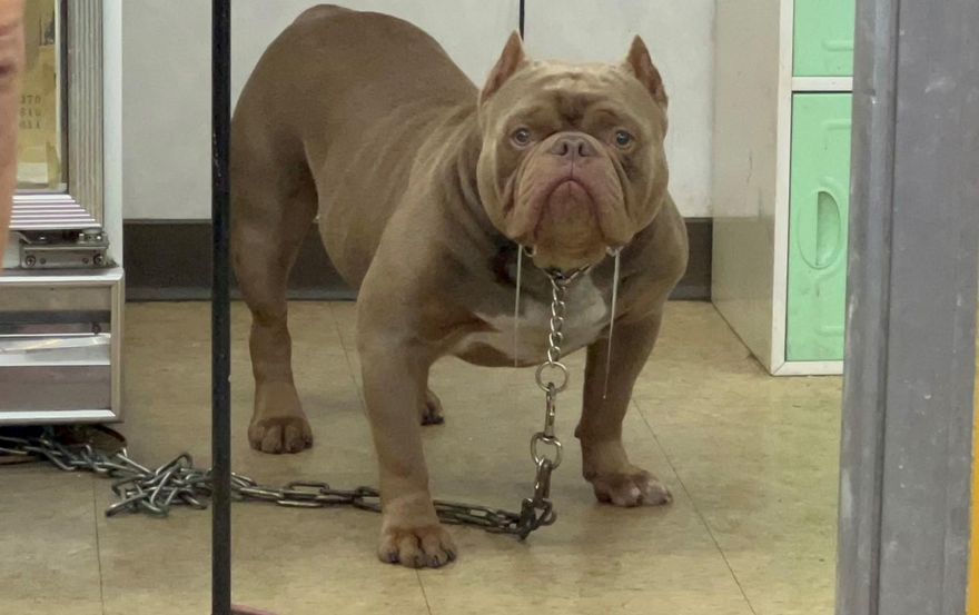 影/敢踹店狗比特犬！莽男柴刀檳榔攤鬧事　7人堵他「討回來」