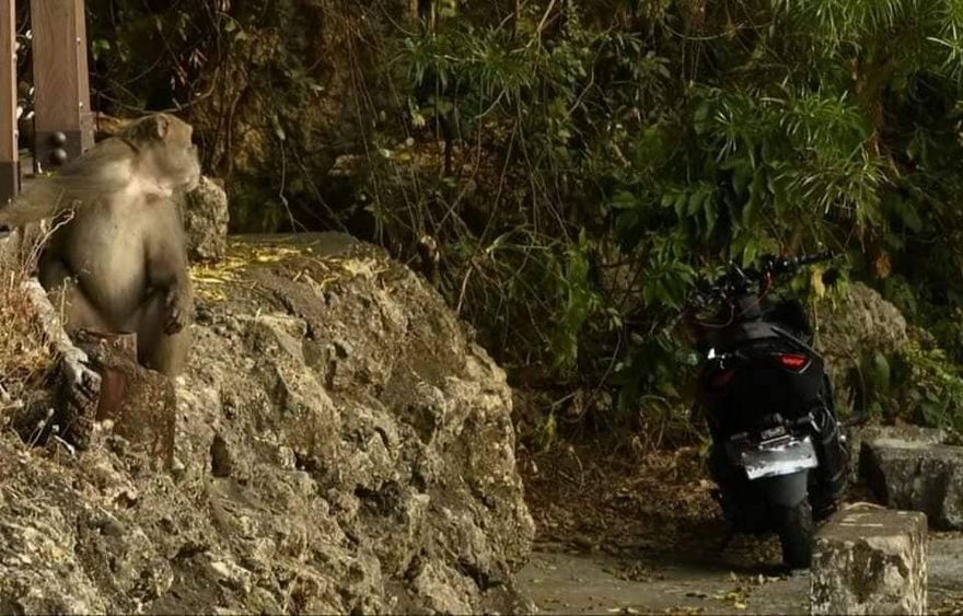 騎士跑山仆街滑進溝！台灣獼猴回頭關切　網笑翻：關心同類