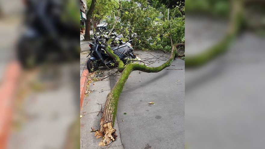 雙北狂颳怪風！樹斷壓垮一排機車　氣象局曝起風原因