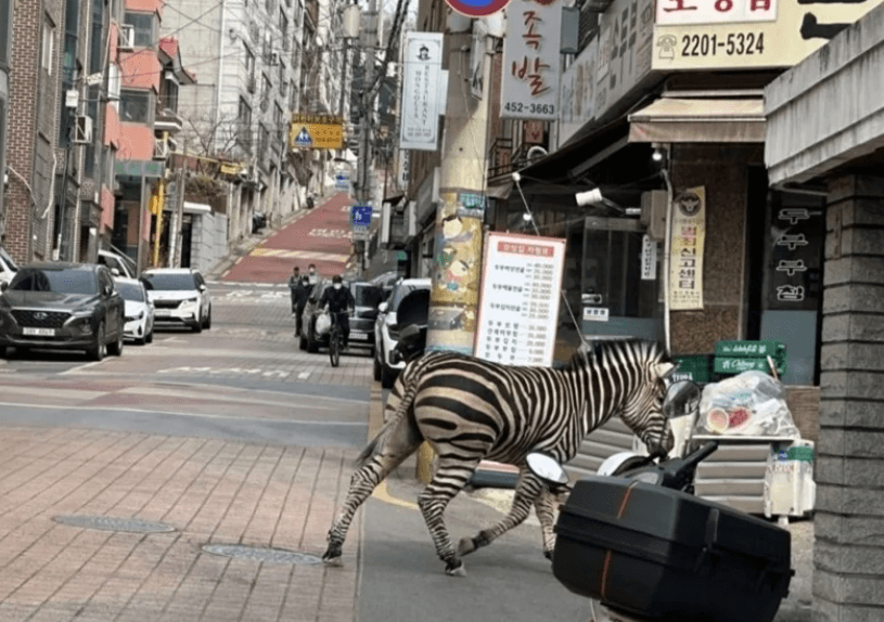 影/動物逃脫日？南韓首爾驚見斑馬亂竄　落跑狂奔4線道