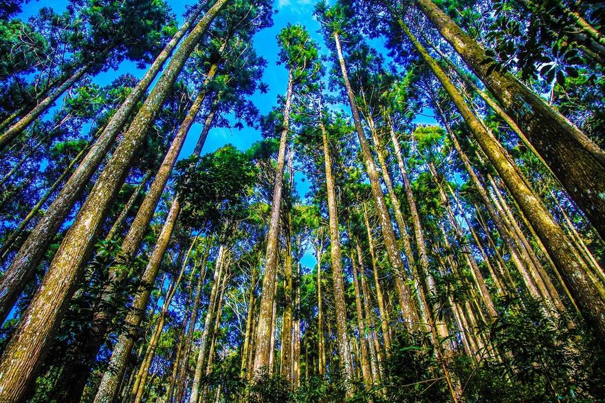 清明連假限定優惠！14處森林遊樂區「12歲以下」兒童免費入園