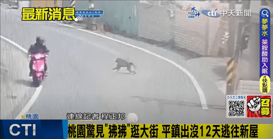 「不是豚尾狒狒！」凶猛「東非狒狒」專家再認證！桃園出動這儀器大搜捕