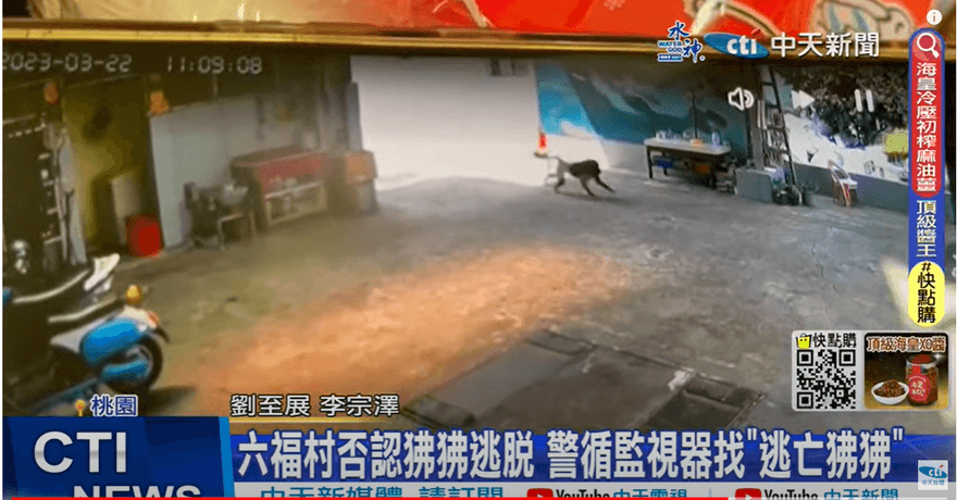 狒狒出現桃園代表一件事！他驚呼「大條了」：有幼兒父母要小心